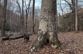 Excellent Plot of land for sale in Dunlap Tennessee USA Excellent Plot of land for sale in Dunlap Tennessee USA