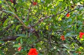 Superb 2 Bed Villa For Sale in Graniti Sicily Italy Superb 2 Bed Villa For Sale in Graniti Sicily Italy