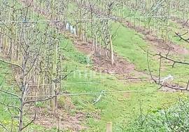 Land for construction villa with orchard Land for construction villa with orchard