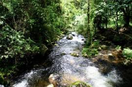 Excellent Plot of Cloud Forrest land for sale in Cerro Punta Panama Excellent Plot of Cloud Forrest land for sale in Cerro Punta Panama