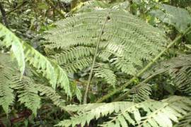 Excellent Plot of Cloud Forrest land for sale in Cerro Punta Panama Excellent Plot of Cloud Forrest land for sale in Cerro Punta Panama