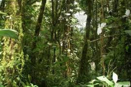 Excellent Plot of Cloud Forrest land for sale in Cerro Punta Panama Excellent Plot of Cloud Forrest land for sale in Cerro Punta Panama