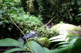 Excellent Plot of Cloud Forrest land for sale in Cerro Punta Panama Excellent Plot of Cloud Forrest land for sale in Cerro Punta Panama
