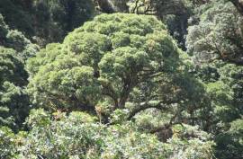 Excellent Plot of Cloud Forrest land for sale in Cerro Punta Panama Excellent Plot of Cloud Forrest land for sale in Cerro Punta Panama