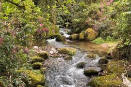 Excellent Plot of Cloud Forrest land for sale in Cerro Punta Panama Excellent Plot of Cloud Forrest land for sale in Cerro Punta Panama