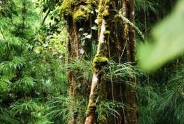Excellent Plot of Cloud Forrest land for sale in Cerro Punta Panama Excellent Plot of Cloud Forrest land for sale in Cerro Punta Panama