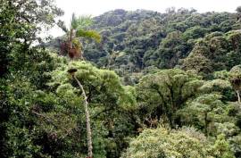 Excellent Plot of Cloud Forrest land for sale in Cerro Punta Panama Excellent Plot of Cloud Forrest land for sale in Cerro Punta Panama