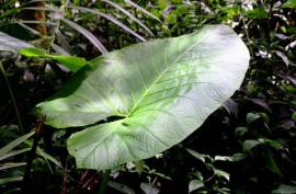Excellent Plot of Cloud Forrest land for sale in Cerro Punta Panama Excellent Plot of Cloud Forrest land for sale in Cerro Punta Panama