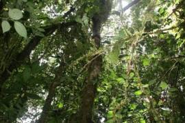 Excellent Plot of Cloud Forrest land for sale in Cerro Punta Panama Excellent Plot of Cloud Forrest land for sale in Cerro Punta Panama