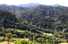 Excellent Plot of Cloud Forrest land for sale in Cerro Punta Panama Excellent Plot of Cloud Forrest land for sale in Cerro Punta Panama