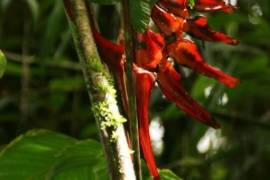 Excellent Plot of Cloud Forrest land for sale in Cerro Punta Panama Excellent Plot of Cloud Forrest land for sale in Cerro Punta Panama