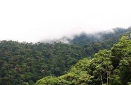 Excellent Plot of Cloud Forrest land for sale in Cerro Punta Panama Excellent Plot of Cloud Forrest land for sale in Cerro Punta Panama