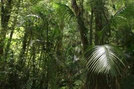 Excellent Plot of Cloud Forrest land for sale in Cerro Punta Panama Excellent Plot of Cloud Forrest land for sale in Cerro Punta Panama