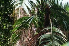 Excellent Plot of Cloud Forrest land for sale in Cerro Punta Panama Excellent Plot of Cloud Forrest land for sale in Cerro Punta Panama