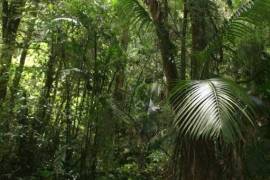 Excellent Plot of Cloud Forrest land for sale in Cerro Punta Panama Excellent Plot of Cloud Forrest land for sale in Cerro Punta Panama