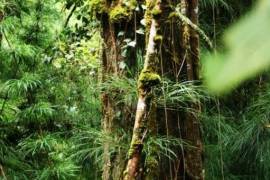 Excellent Plot of Cloud Forrest land for sale in Cerro Punta Panama Excellent Plot of Cloud Forrest land for sale in Cerro Punta Panama