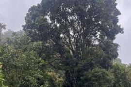 Excellent Plot of Cloud Forrest land for sale in Cerro Punta Panama Excellent Plot of Cloud Forrest land for sale in Cerro Punta Panama