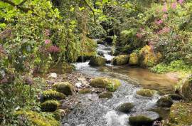 Excellent Plot of Cloud Forrest land for sale in Cerro Punta Panama Excellent Plot of Cloud Forrest land for sale in Cerro Punta Panama