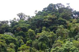 Excellent Plot of Cloud Forrest land for sale in Cerro Punta Panama Excellent Plot of Cloud Forrest land for sale in Cerro Punta Panama