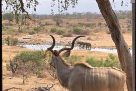 N'Wambu Safari Lodge in Mjejane Game Reserve For Sale in Hectorspruit South Africa
