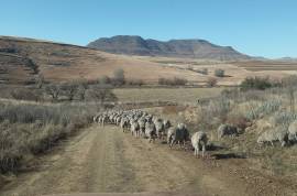 Mountain Shadows Hotel For Sale In Elliot South Africa