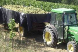 Excellent Plot of land & Vineyard for sale in Mitrovac Croatia Excellent Plot of land & Vineyard for sale in Mitrovac Croatia