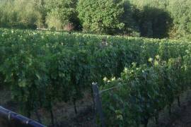 Excellent Plot of land & Vineyard for sale in Mitrovac Croatia Excellent Plot of land & Vineyard for sale in Mitrovac Croatia