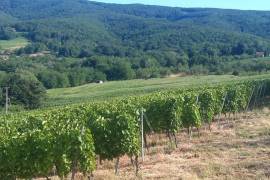 Excellent Plot of land & Vineyard for sale in Mitrovac Croatia Excellent Plot of land & Vineyard for sale in Mitrovac Croatia