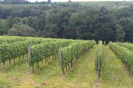 Excellent Plot of land & Vineyard for sale in Mitrovac Croatia Excellent Plot of land & Vineyard for sale in Mitrovac Croatia