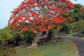 Luxury 5 Bed Villa For Sale in Grenada West Indies Luxury 5 Bed Villa For Sale in Grenada West Indies
