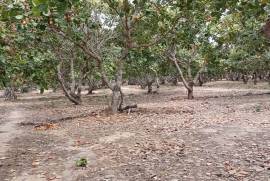 Excellent Plot of land Cashew Nut Farm for sale in Cambodia Excellent Plot of land Cashew Nut Farm for sale in Cambodia