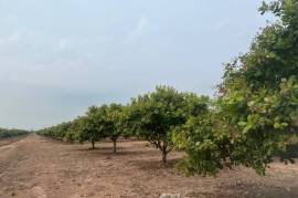 Excellent Plot of land Cashew Nut Farm for sale in Cambodia Excellent Plot of land Cashew Nut Farm for sale in Cambodia