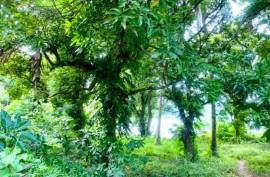 Excellent Plot of land for sale in Puerto Galera The Philippines