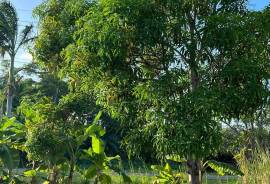 Excellent 2 Bed Villa For Sale On Rocky Hill Utila Island Honduras Excellent 2 Bed Villa For Sale On Rocky Hill Utila Island Honduras