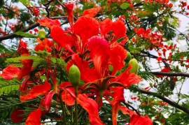 2 Superb Properties and Huge Plot of Land for Sale in Macuelizo Honduras 2 Superb Properties and Huge Plot of Land for Sale in Macuelizo Honduras