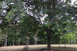 2 Superb Properties and Huge Plot of Land for Sale in Macuelizo Honduras 2 Superb Properties and Huge Plot of Land for Sale in Macuelizo Honduras