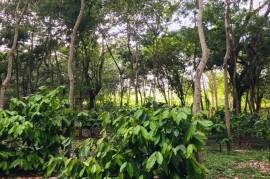 2 Superb Properties and Huge Plot of Land for Sale in Macuelizo Honduras 2 Superb Properties and Huge Plot of Land for Sale in Macuelizo Honduras