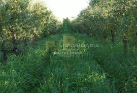 Rural land Santarém