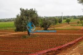 Farm with Hotel Rural 4* with swimming pools and garage Farm with Hotel Rural 4* with swimming pools and garage