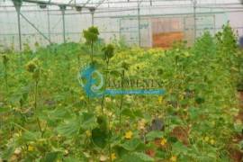 Farm with Hotel Rural 4* with swimming pools and garage Farm with Hotel Rural 4* with swimming pools and garage