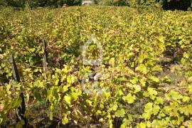 Vineyard land with 3,723 m² in the Douro Demarcated Region – Lamego