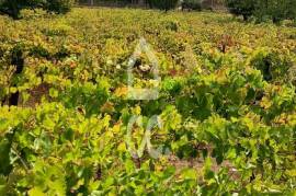 Vineyard land with 3,723 m² in the Douro Demarcated Region – Lamego