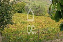 Vineyard land with 3,723 m² in the Douro Demarcated Region – Lamego