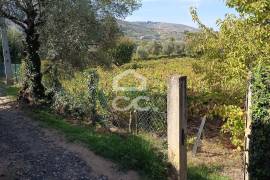 Vineyard land with 3,723 m² in the Douro Demarcated Region – Lamego