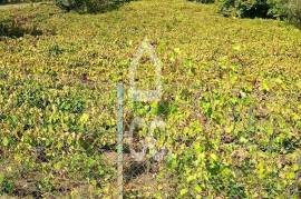 Vineyard land with 3,723 m² in the Douro Demarcated Region – Lamego