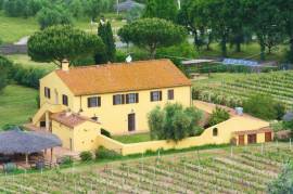 Tuscan vineyard in Bolgheri DOC area