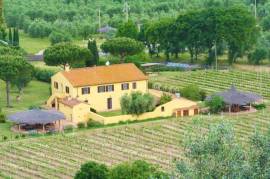 Tuscan vineyard in Bolgheri DOC area