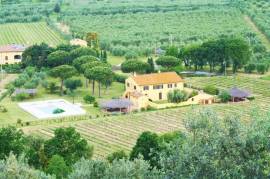 Tuscan vineyard in Bolgheri DOC area