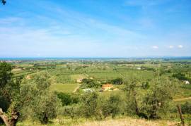 Tuscan vineyard in Bolgheri DOC area