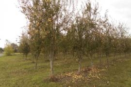 Large Plot of Pear Trees generating Income